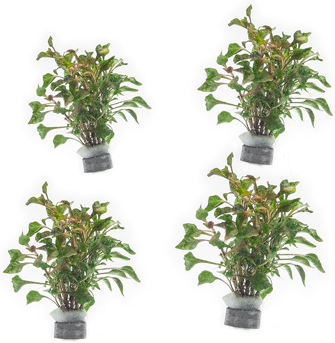 SubstrateSource Alternanthera Bettzickiana - Decorative Live Aquatic Plant for Terrariums and Paludariums - (4 Bunches)