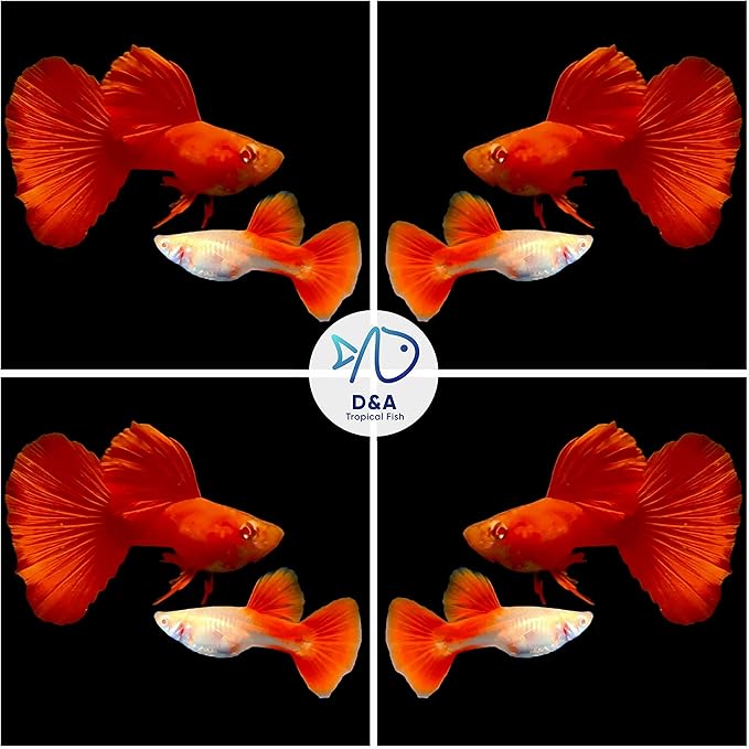 D&A Tropical Full RED Guppy - Abino Live Fish (1 Male, 2 Females) for Freshwater Aquariums