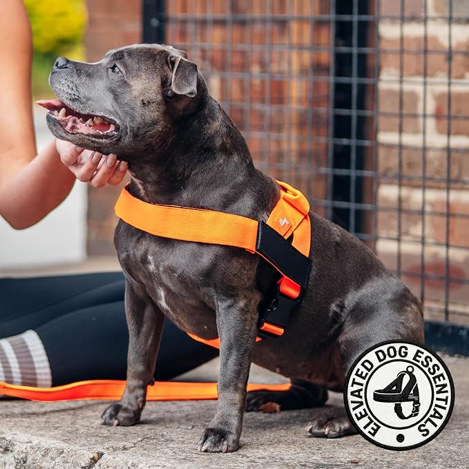 Dog Friendly Co. Dog Harness for Medium Sized Dogs (Hi-Vis Orange, Medium) | One Click Buckle, Chafe Resistant Webbing, Adjustable Neck & Chest, and Heavy Duty D-Ring, Sturdy Comfortable and Easy to Use