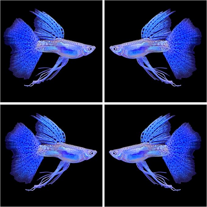 D&A Tropical Live Fish - Blue Grass Ribbons Guppy Live Fish for Aquariums, Freshwater (1 Trio (1Male, 2 Female)