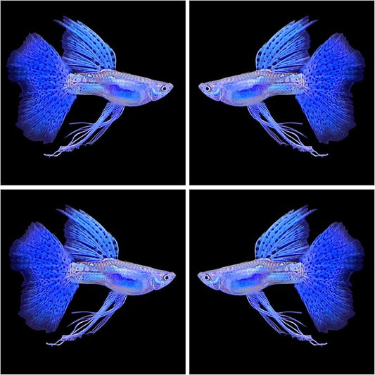 D&A Tropical Live Fish - Blue Grass Ribbons Guppy Live Fish for Aquariums, Freshwater (1 Trio (1Male, 2 Female)