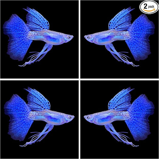 D&A Tropical Live Fish Blue Grass Ribbons Guppy Live Fish for Aquariums, Freshwater (1 Breeding Pair, 1 Male, 1 Female)