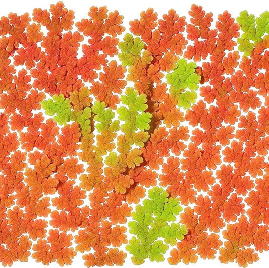 Azolla caroliniana 10 + Plants Live Floating Pond Plant Mosquito Fern Water Velvet Fairy Moss Aquarium Outdoor Ponds Fast Growth Outcompetes Algae Fish Food filiculoides