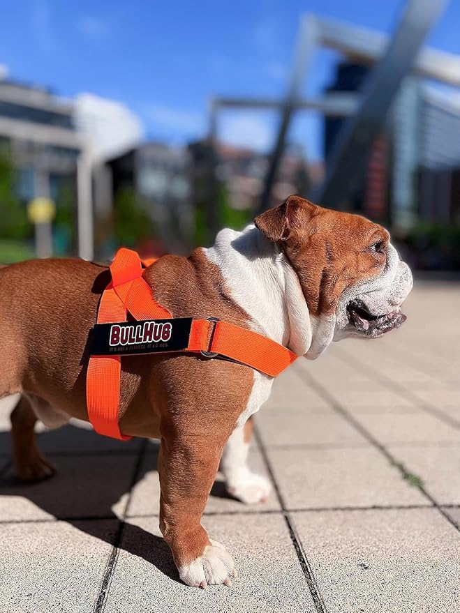 Adjustable Dog Harness– No Pull, No Choke – for English Bulldogs, French Bulldogs, Pugs & Broad-Chested Breeds – Easy, Safe Walks (NEON Orange, Small)