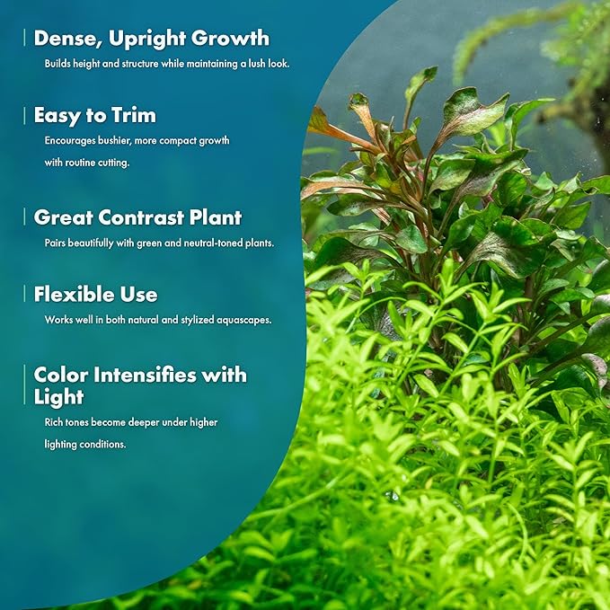 SubstrateSource Alternanthera Bettzickiana - Decorative Live Aquatic Plant for Terrariums and Paludariums - (Bettzickiana, 1 Bunch)