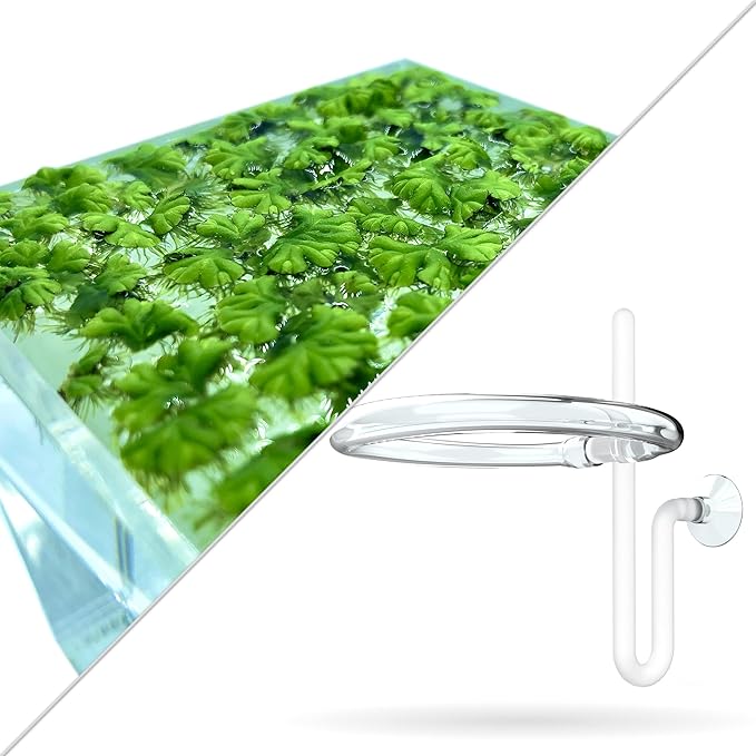 40+ Riccia Water Spangles Live Aquarium Floating Plant (Ricciocarpos Natans) by Aquarigram (Plants + Invisible Feeding Ring (See Video))