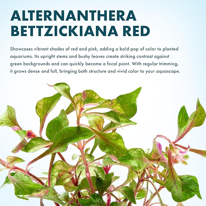 SubstrateSource Alternanthera Bettzickiana - Decorative Live Aquatic Plant for Terrariums and Paludariums - (Bettzickiana, 1 Bunch)