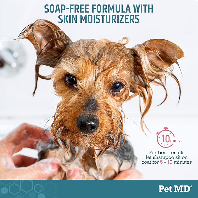 Pet MD - Benzoyl Peroxide Shampoo for Dogs and Cats - Effective for Skin Conditions, Dandruff, Itch Relief, Acne and Folliculitis - Citrus Scent - 12 oz (Pack of 2)
