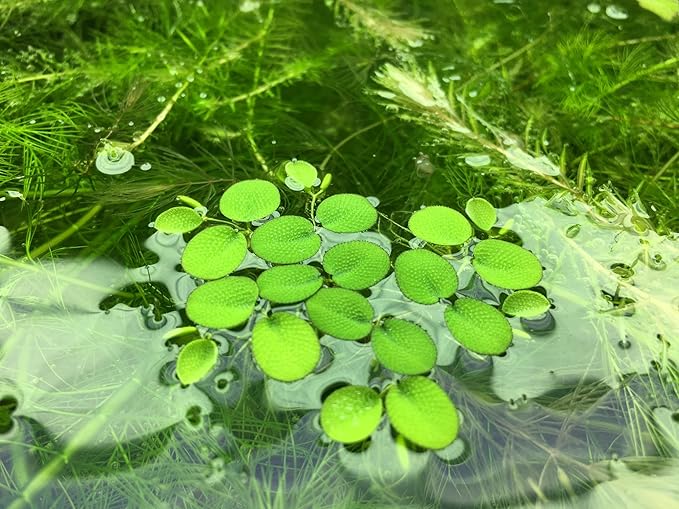 Water Spangle, Salvinia Minima, Live Aquarium/Aquatic/Freshwater/Floating/Pond Plant/Planted Tank/Aquascaping/Paludarium by Aquarium Plant Center (6 Plants, 30+ Leaves)