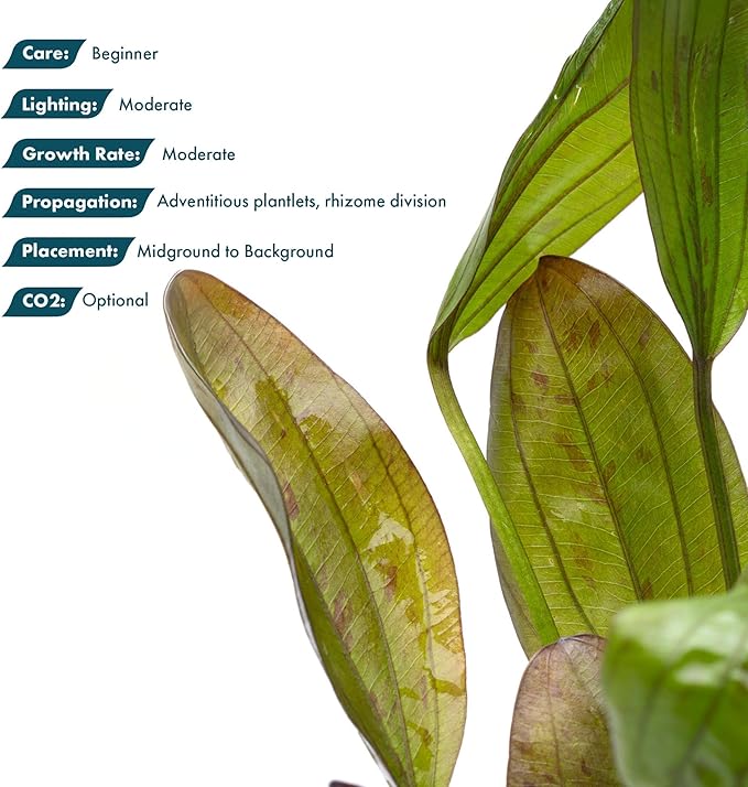 SubstrateSource Echinodorus Ozelot Green Sword Live Plant for Freshwater Aquariums, Natural Fish Tank Decorations, and Aquatic Decor (1 Pot (2-3 Plants))