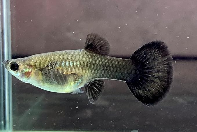 Generic 1 Breeding Pair- Blue Tarzan- New Strain Live Guppy Fish, 3 months