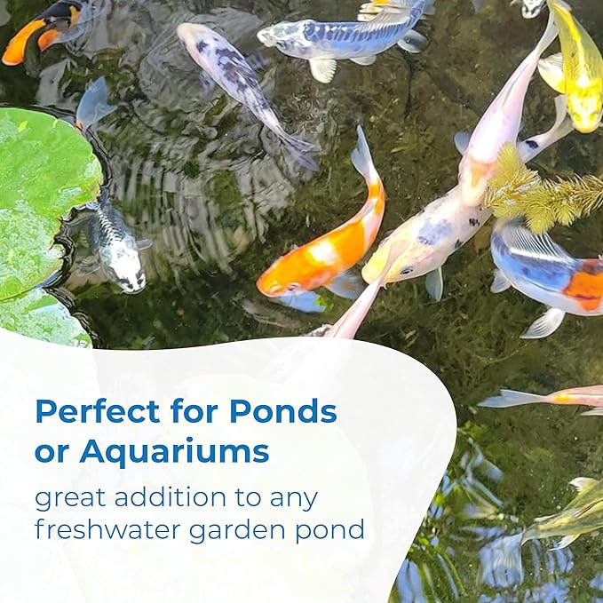Toledo Goldfish Standard Fin Koi, Variety of Colors and Patterns - Beautiful Live Fish Perfect for Ponds, Tanks, and Aquariums - 3-4 Inches, 3 Count