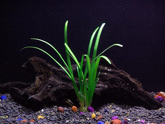 Foreground Potted Live Aquarium Plants | Freshwater Aquatic Plants for Aquariums (Sagitaria, 1)