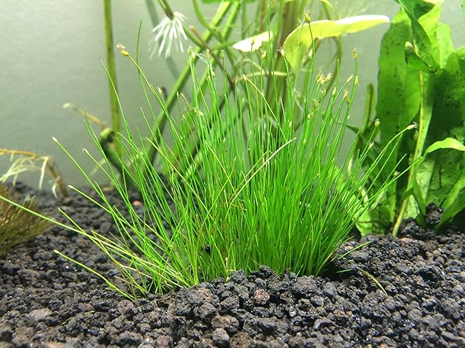 Foreground Potted Live Aquarium Plants | Freshwater Aquatic Plants for Aquariums (Dwarf Hairgrass, 1)
