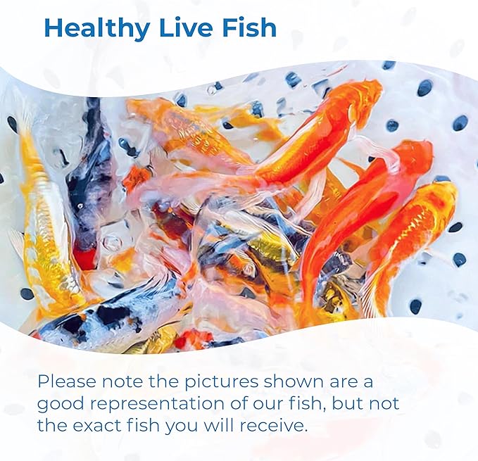 Toledo Goldfish Standard Fin Koi, Variety of Colors and Patterns - Beautiful Live Fish Perfect for Ponds, Tanks, and Aquariums - 4-5 Inches, 25 Count