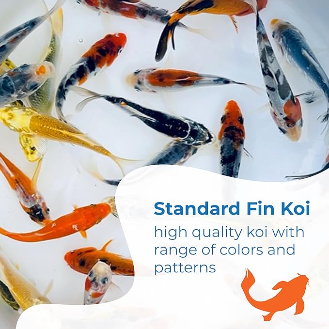 Toledo Goldfish Standard Fin Koi, Variety of Colors and Patterns - Beautiful Live Fish Perfect for Ponds, Tanks, and Aquariums - 4-5 Inches, 20 Count