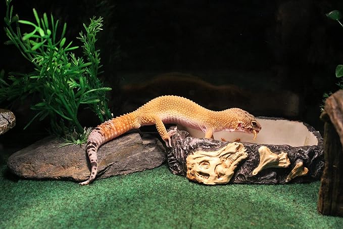 PENN-PLAX Reptology Reptile Fossil Rock Food/Water Dish – Perfect for Bearded Dragons, Geckos, Chameleons, Snakes, Hermit Crabs, and Many More – Large
