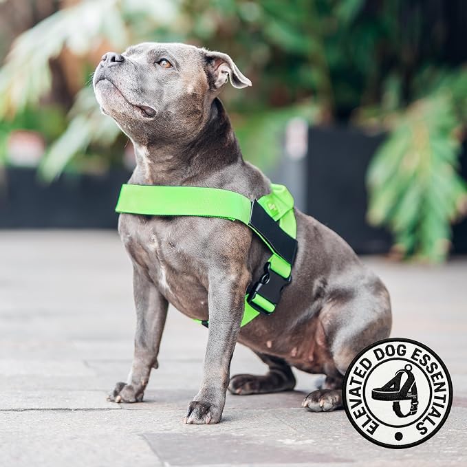 Dog Friendly Co. Dog Harness for Large Dogs (Neon Green, Large) | One Click Buckle, Chafe Resistant Webbing, Adjustable Neck & Chest, and Heavy Duty D-Ring, Sturdy Comfortable and Easy to Use