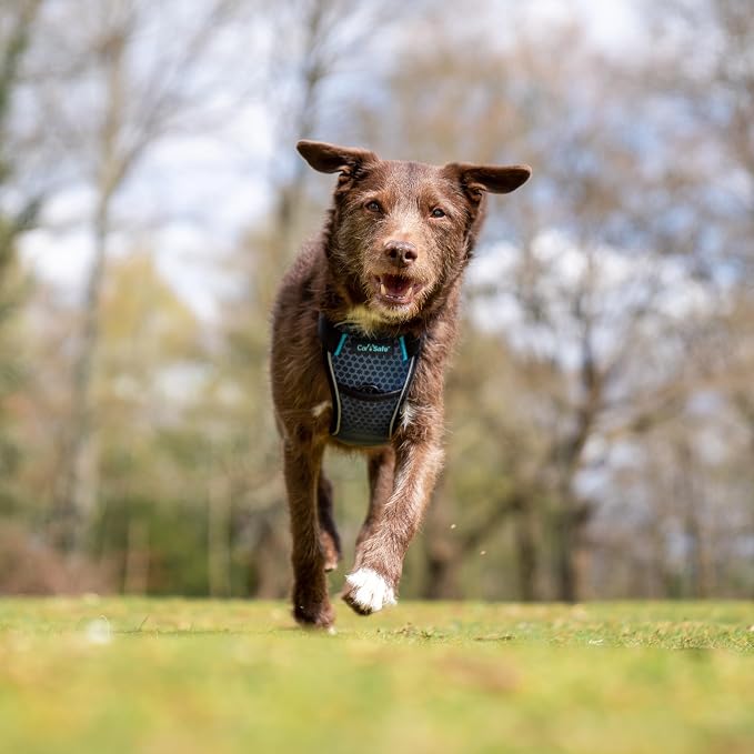 CarSafe Crash Tested Dog Safety Harness | Size S | Crash Tested to 32Kg/70lbs, Safely Secure Dog in the Car, Comfortable and Padded Design, for Toy, Small, Medium & Large Dogs