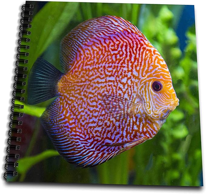 Drawing Book 8 x 8 inch - Super Pigeon Snakeskin Discus, tropical freshwater fish. Fish