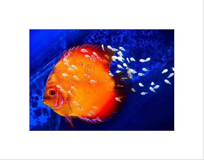 Discus Fish Ocean SEA Black Art Print Picture Mount B12X9188