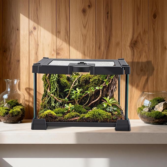 Mini Glass Terrarium Tank 8"x8"x6" with Top-Opening Mesh Lid, 360° Clear View, Ventilated Enclosure for Tarantulas, Jumping Spiders, Isopods, Froglets, & Small Reptiles