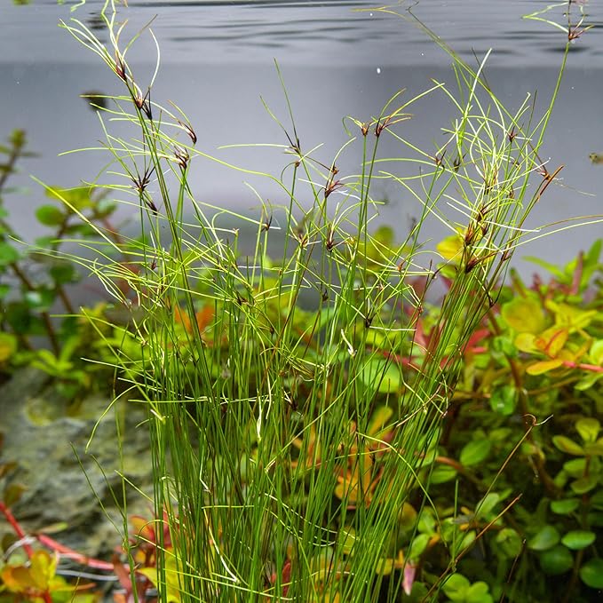 SubstrateSource Live Aquarium Stem Plants - Freshwater Aquatic Plant for Fish Tanks, Aquascaping - (Eleocharis Vivipara, 1 Bunch)