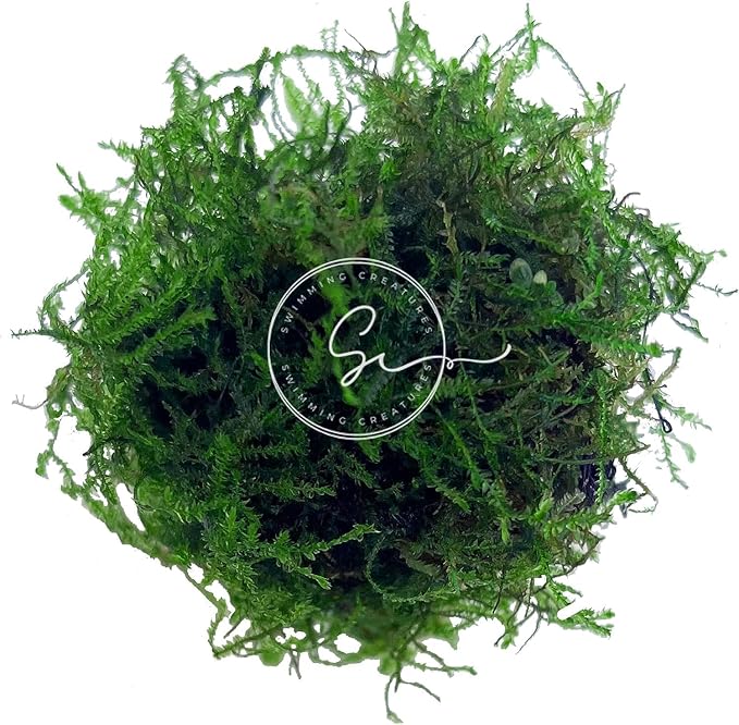 Swimming Creatures™ Live Aquarium Plants (Java Moss (50sq inch Portion))