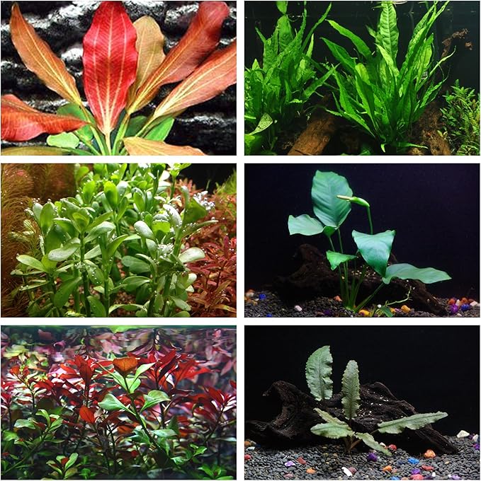 California Bundle - 25+ Stems / 6 Species Live Aquarium Plants Package