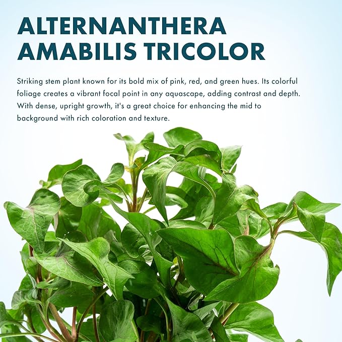 SubstrateSource Live Plants – Alternanthera Amabilis Tricolor – Moderate to High Light, Green, Pink/Red, Yellow/Golden Hues, Midground to Background Accent – Lead Bunch, 1 Pack