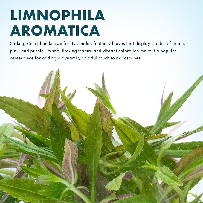 SubstrateSource Live Aquarium Stem Plants - Freshwater Aquatic Plant for Fish Tanks, Aquascaping - (Limnophila Aromatica, 4 Bunches)