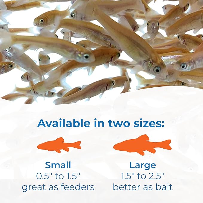 Toledo Goldfish Rosie Red Minnows - Versatile Live Fish Perfect for Aquariums or as Feeder Fish for Ponds - Small, 250 Count