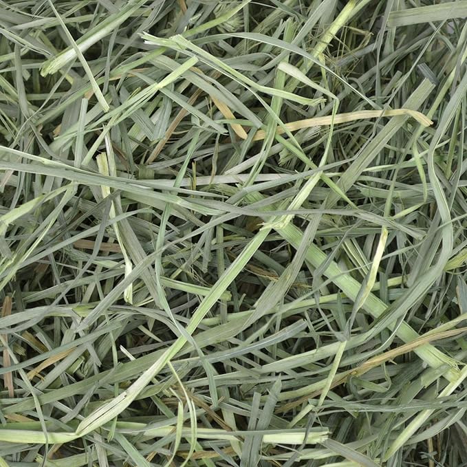 Oxbow Orchard Grass Hay for Small Pets – All-Natural Long Strand Fiber Hay for Rabbits,Guinea Pigs,Chinchillas,and Hamsters – Supports Digestive Health and Enrichment-– 40 oz Bag,(Pack of 2)