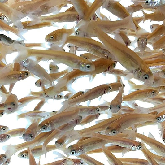 Toledo Goldfish Rosie Red Minnows - Versatile Live Fish Perfect for Aquariums or as Feeder Fish for Ponds - Small, 150 Count