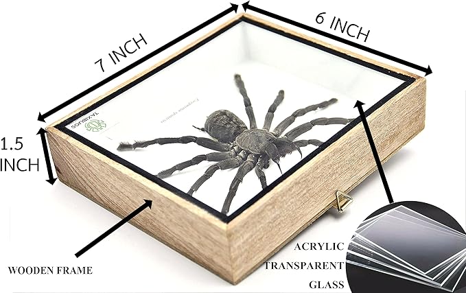 Real Giant Tarantula EURYPEIMA SPINCRUS Spider Taxidermy Boxed Display