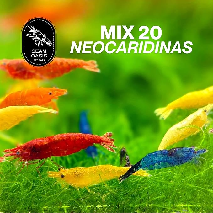 15+ Mixed Color High Grade Neocaridina Live Freshwater Shrimps for Aquarium Bignner Friendly Neocardina Shrimps Fully Mature Breeding Age Size 0.75-1 inches in Length Live Arrival Guarantee