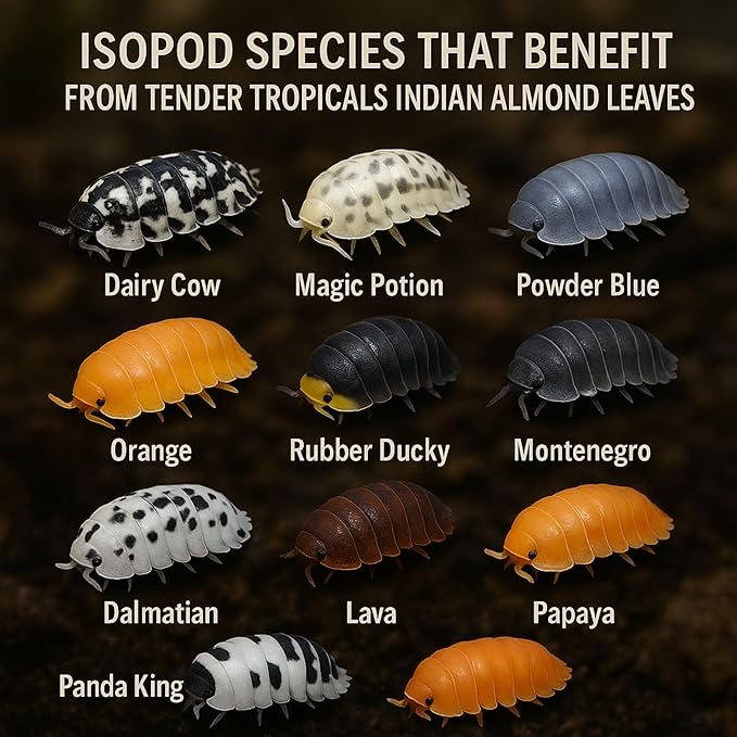 Leaf Litter for Isopods Vivarium Indian Almond Leaves , Tarantulas, Spiders, Crickets Millipedes & Reptiles – 80pcs Natural 4" Dried Catappa Leaves for Bioactive Terrariums,Aquariums & Habitat