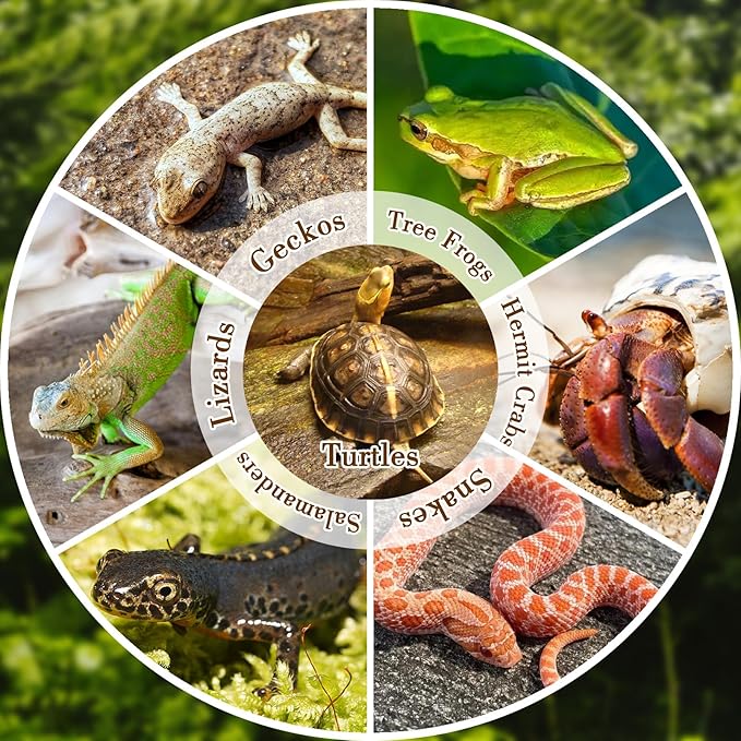 7 Pcs Reptile Bathing Pool 2-in-1 Tortoise Water Dish with Ramp Large Turtle Feeding Bowl with Steps Gecko Habitat Decoration Accessories Lizard Bath Tub