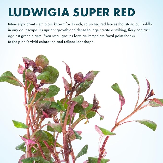 SubstrateSource Live Aquarium Red Stem Plants - Freshwater Aquatic Plant for Fish Tanks, Aquascaping - (Ludwigia Natans Super, 1 Bunch)