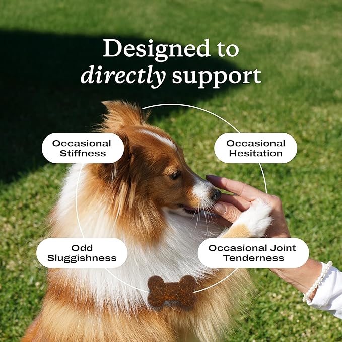 Petlab Co. Joint Care Chews - High Levels of Glucosamine for Dogs, Green Lipped Mussels, Omega 3 and Turmeric - Hip and Joint Supplement to Actively Support Mobility, Pack of 2
