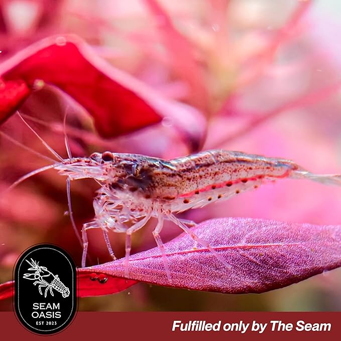 Amano Shrimps Algae Cleaner Inverts Live Freshwater Aquarium Shrimps 1/4" - 1/2" - Live Shrimp Arrival Guarantee (10+2 Pack) - DOA Cover Included