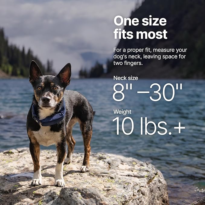 Halo Collar 5 Wireless Dog Fence & GPS Dog Collar, Keep Your Dog Safely Contained Outdoors with App-Controlled Boundaries and Real-Time Tracking, One Size, Sunburst