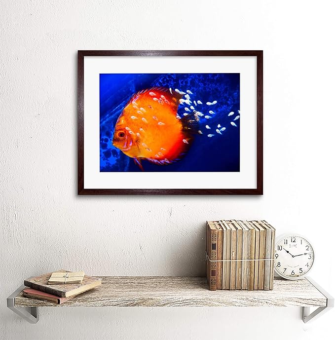 DISCUS FISH OCEAN SEA BLACK FRAME FRAMED ART PRINT PICTURE MOUNT B12X9188