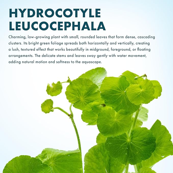 SubstrateSource Live Plants – Brazilian Pennywort (Hydrocotyle leucocephala) – Low to Medium Light, Bright Green Accent, Midground to Background Aquarium Placement, Stem Growth – Pot, 1 Pack