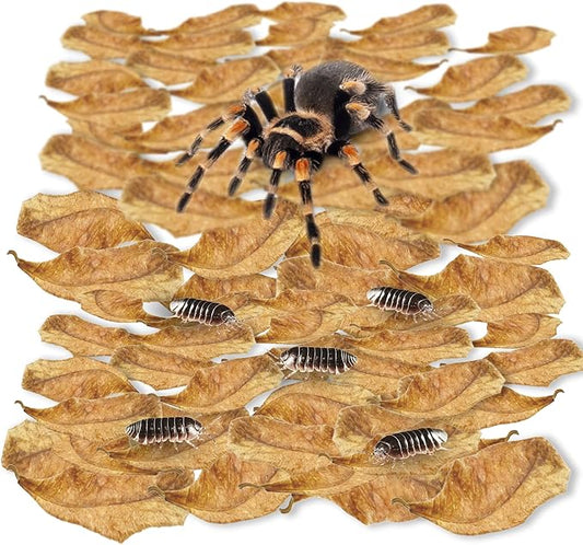 SunGrow 100 Pack Leaf Litter for Spider, Cricket & Isopod, Mini Catappa Dried Indian Almond Leaves, for Vivarium, Terrarium & Aquarium, Mimics Familiar Habitat & Perfect Hiding Spot, Terrarium Décor