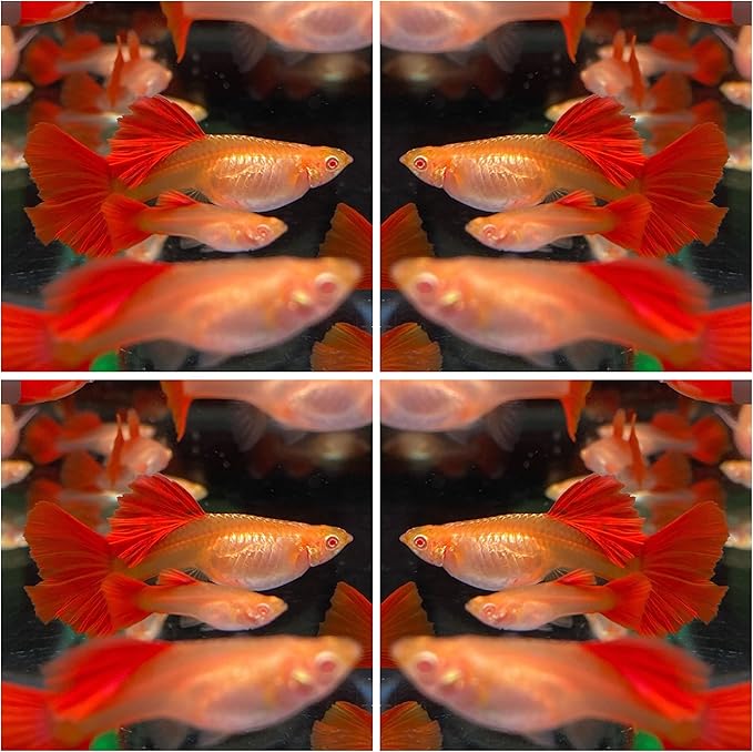 D&A Tropical Full RED Guppy - Abino Live Fish (1 Male, 2 Females) for Freshwater Aquariums