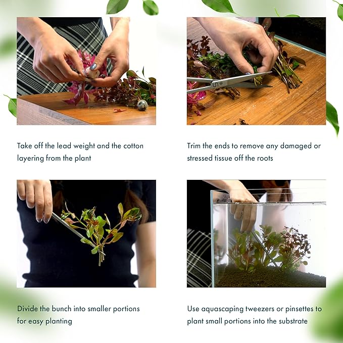 SubstrateSource Live Aquarium Stem Plants - Freshwater Aquatic Plant for Fish Tanks, Aquascaping - (Ludwigia Senegalensis, 1 Bunch)