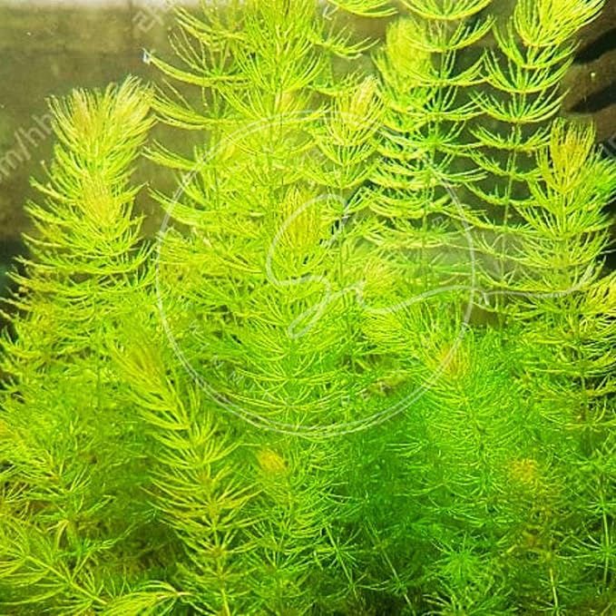 Swimming Creatures™ Live Aquarium Plants (1 Large Bunch Hornwort)