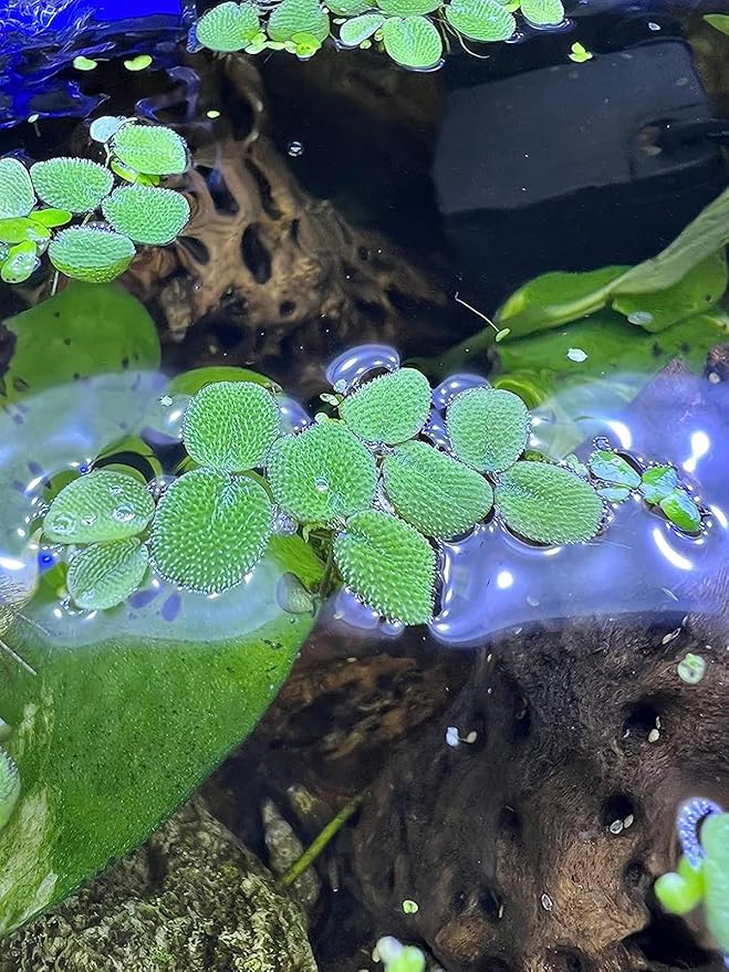 24 Water Spangles (Salvinia Minima), Live Aquarium/Aquatic/Floating/Pond/Beginner Plant NO Snail by TMD Fishkeeping