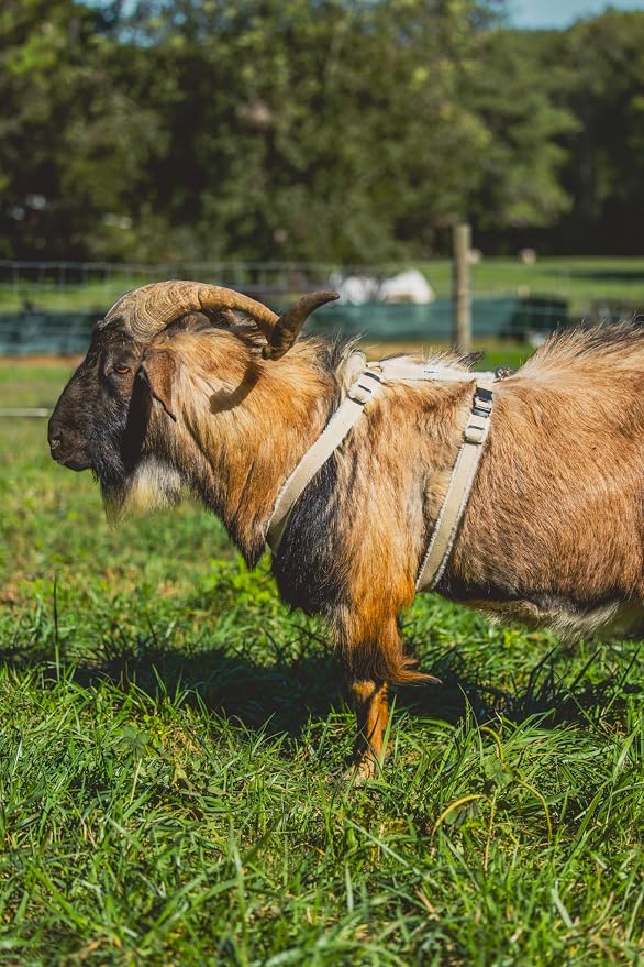 Goat Harness, Asatre Sheep Livestock Hemp Goat Halter, Small to X-Large, Fleece Lined, Multi-Clasp, Machine Washable Soft Durable Restraint (X-Large)